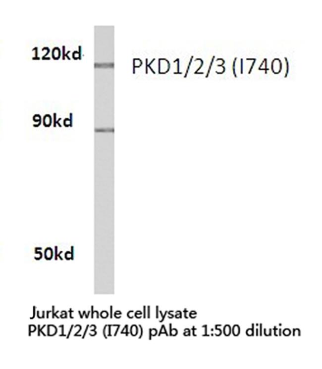 PDPK1/PDPK2/PDPK3 Antibody in Western Blot (WB)