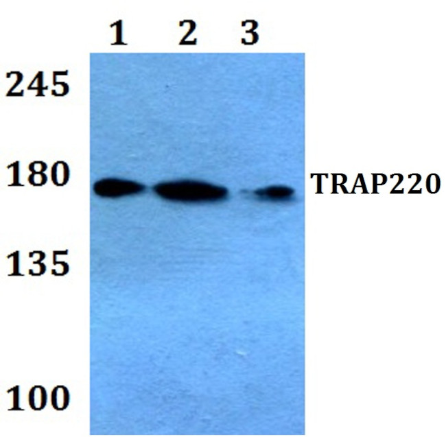 TRAP220 Antibody in Western Blot (WB)