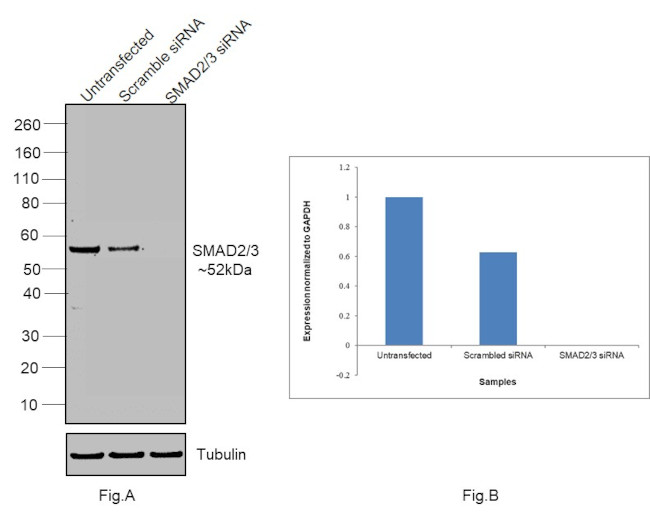 SMAD2/SMAD3 Antibody