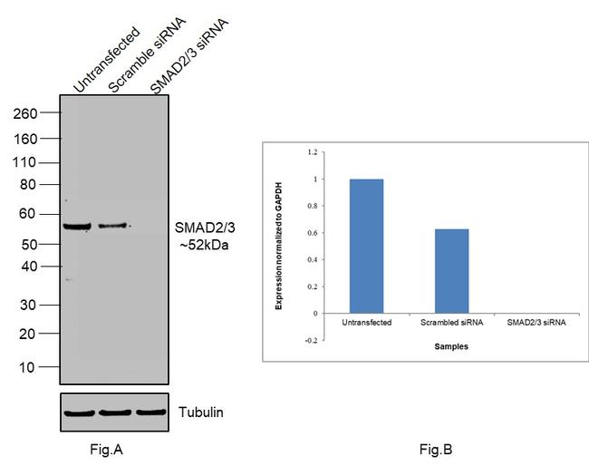 SMAD2/SMAD3 Antibody in Western Blot (WB)