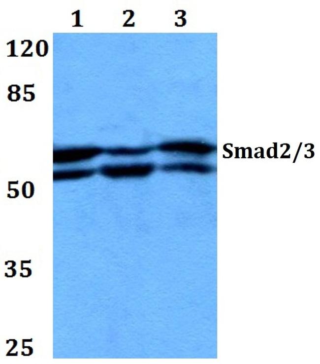 SMAD2/SMAD3 Antibody in Western Blot (WB)