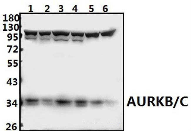 Aurora B/C Antibody in Western Blot (WB)