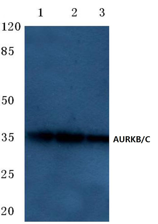 Aurora B/C Antibody in Western Blot (WB)