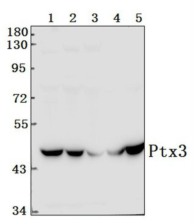 PTX3 Antibody in Western Blot (WB)