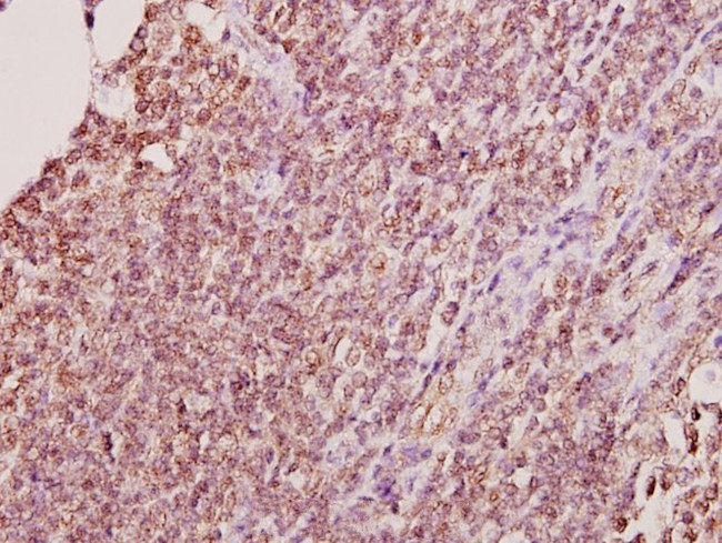 ELAVL2 Antibody in Immunohistochemistry (Paraffin) (IHC (P))