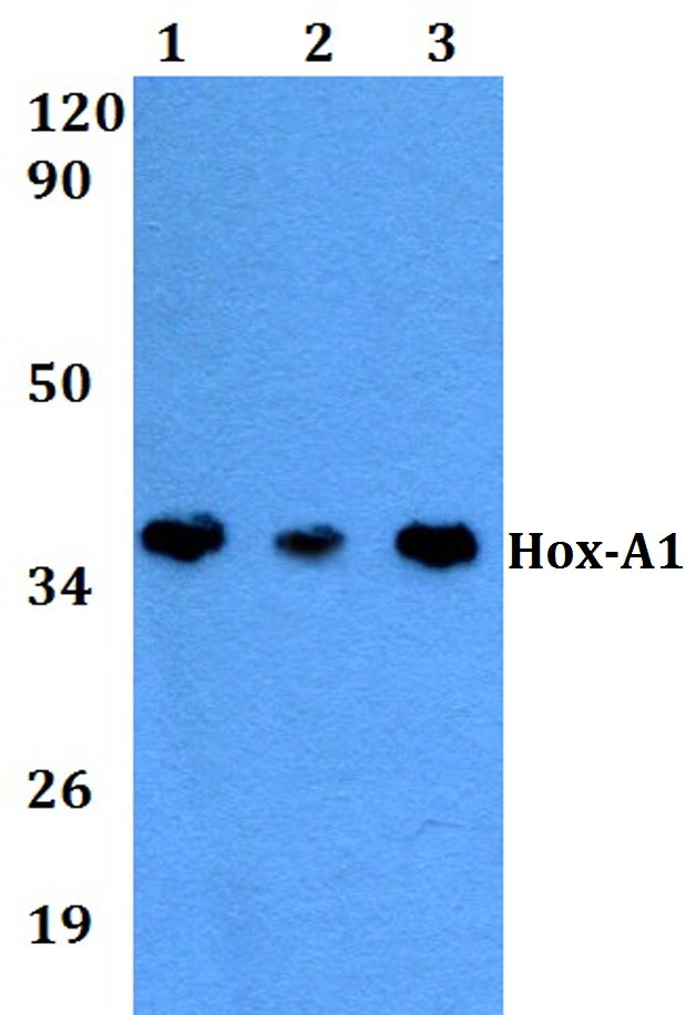 HOXA1 Antibody in Western Blot (WB)