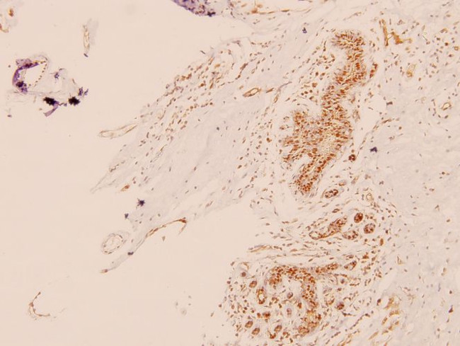 TRAP220 Antibody in Immunohistochemistry (Paraffin) (IHC (P))