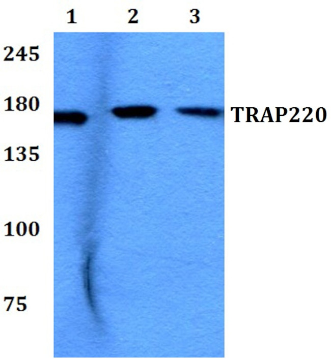 TRAP220 Antibody in Western Blot (WB)