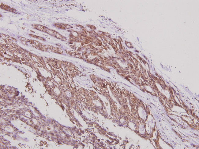 ARTS1 Antibody in Immunohistochemistry (Paraffin) (IHC (P))