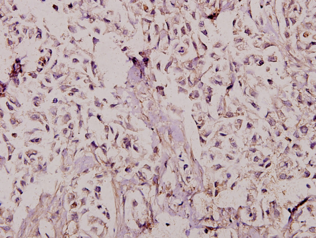 TAFII p135/p105 Antibody in Immunohistochemistry (Paraffin) (IHC (P))