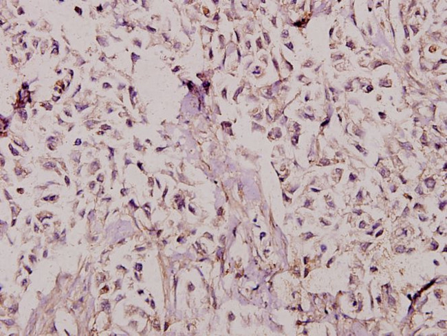 TAFII p135/p105 Antibody in Immunohistochemistry (Paraffin) (IHC (P))