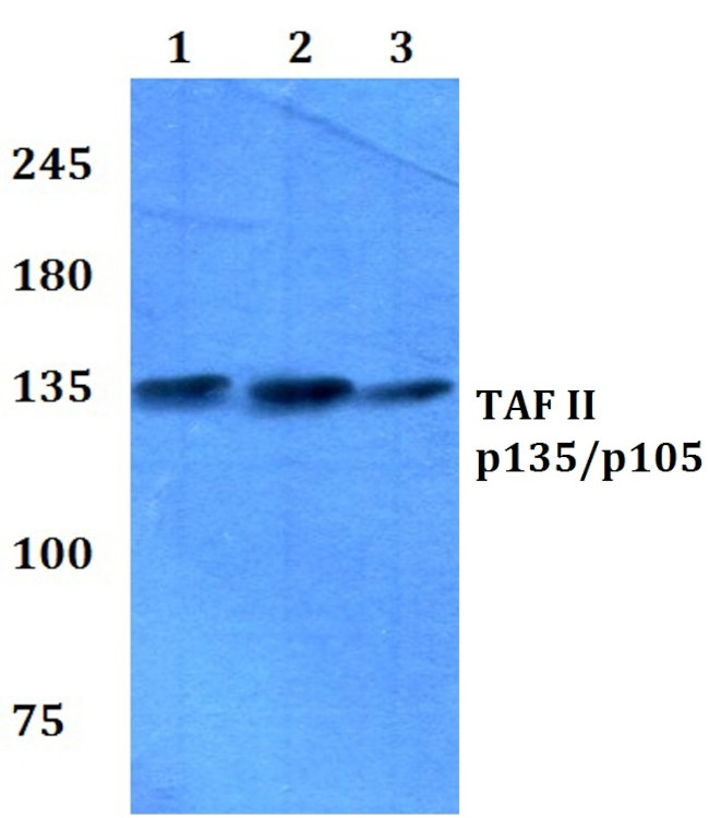 TAFII p135/p105 Antibody in Western Blot (WB)