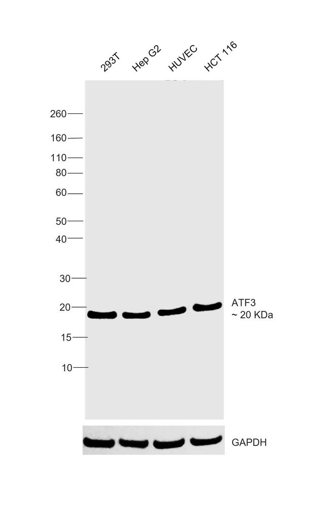 ATF3 Antibody in Western Blot (WB)