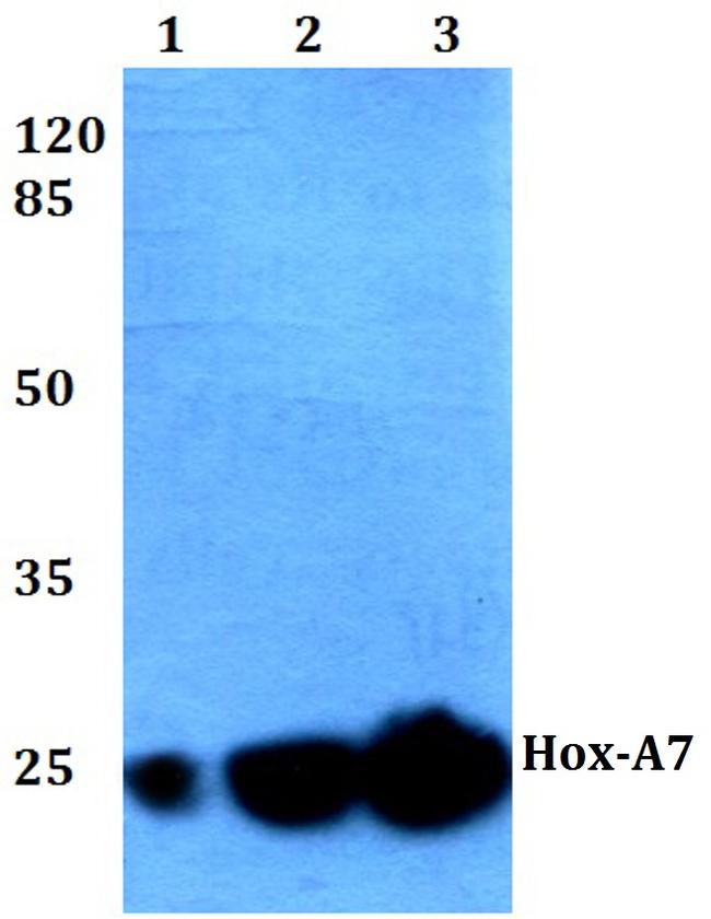 HOXA7 Antibody in Western Blot (WB)