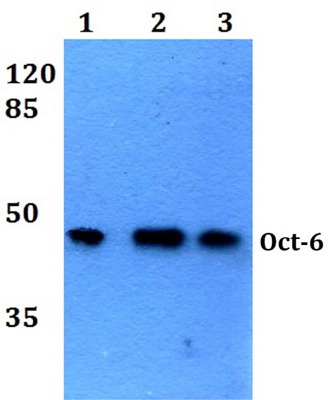 OCT6 Antibody in Western Blot (WB)