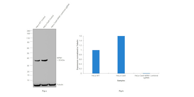 NPM1 Antibody in Western Blot (WB)