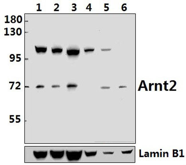 ARNT2 Antibody in Western Blot (WB)