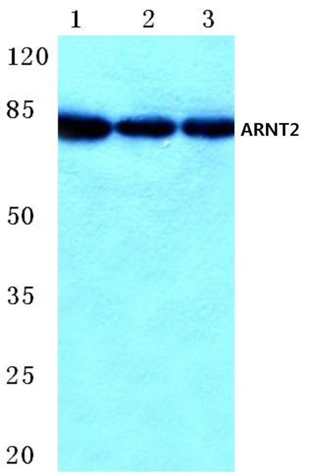 ARNT2 Antibody in Western Blot (WB)