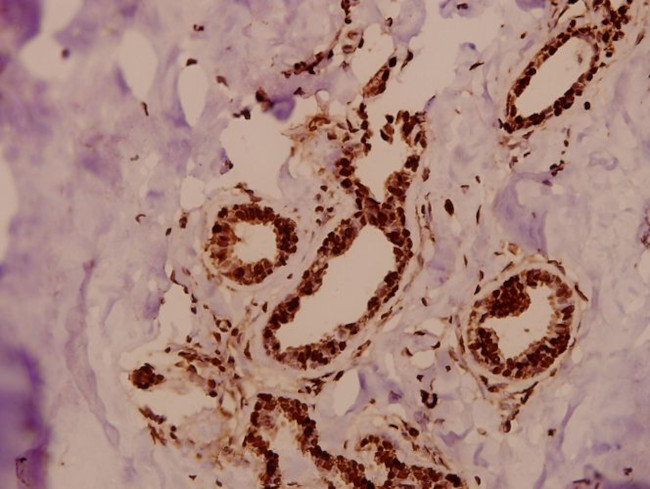 GTF3C3 Antibody in Immunohistochemistry (Paraffin) (IHC (P))