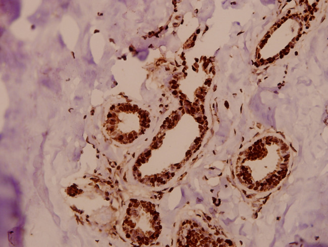 GTF3C3 Antibody in Immunohistochemistry (Paraffin) (IHC (P))