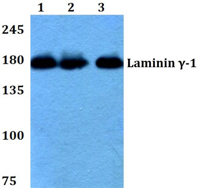 Laminin gamma-1 Antibody in Western Blot (WB)