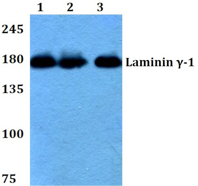 Laminin gamma-1 Antibody in Western Blot (WB)