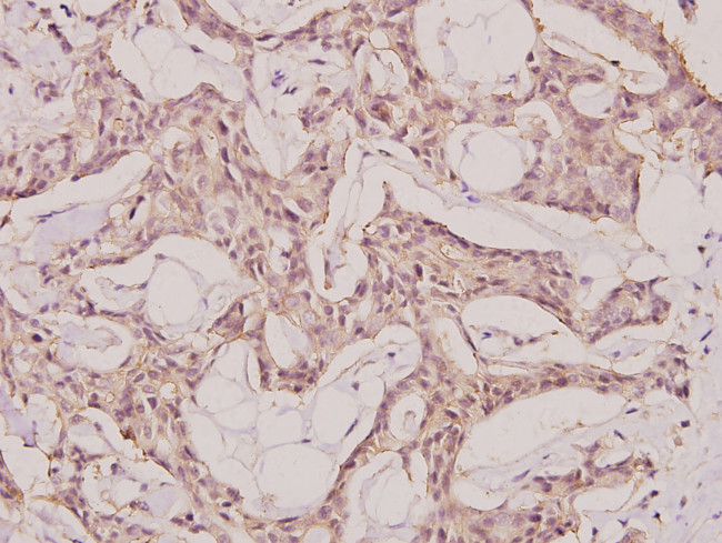 NEMF Antibody in Immunohistochemistry (Paraffin) (IHC (P))