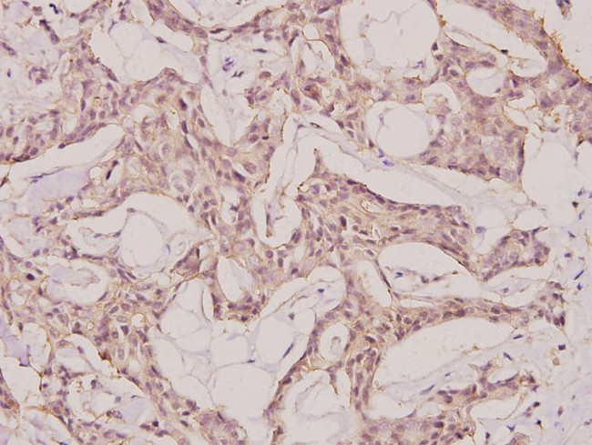 NEMF Antibody in Immunohistochemistry (Paraffin) (IHC (P))