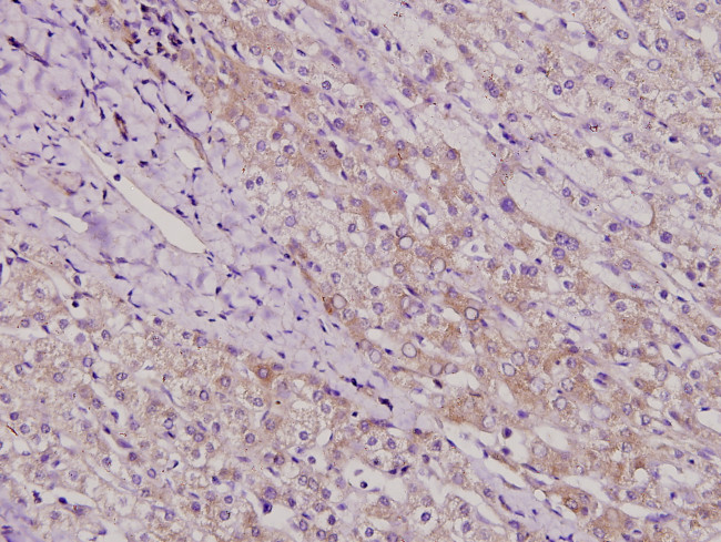 TAF5 Antibody in Immunohistochemistry (Paraffin) (IHC (P))