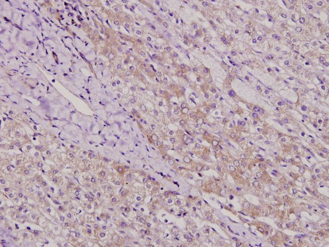 TAF5 Antibody in Immunohistochemistry (Paraffin) (IHC (P))