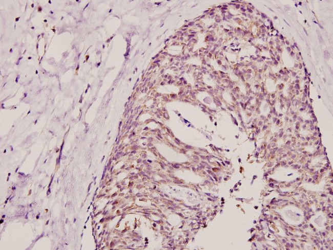 COX17 Antibody in Immunohistochemistry (Paraffin) (IHC (P))