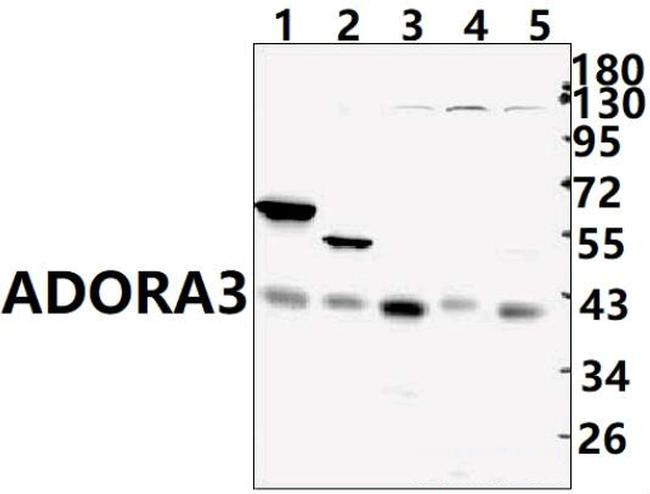 ADORA3 Antibody in Western Blot (WB)