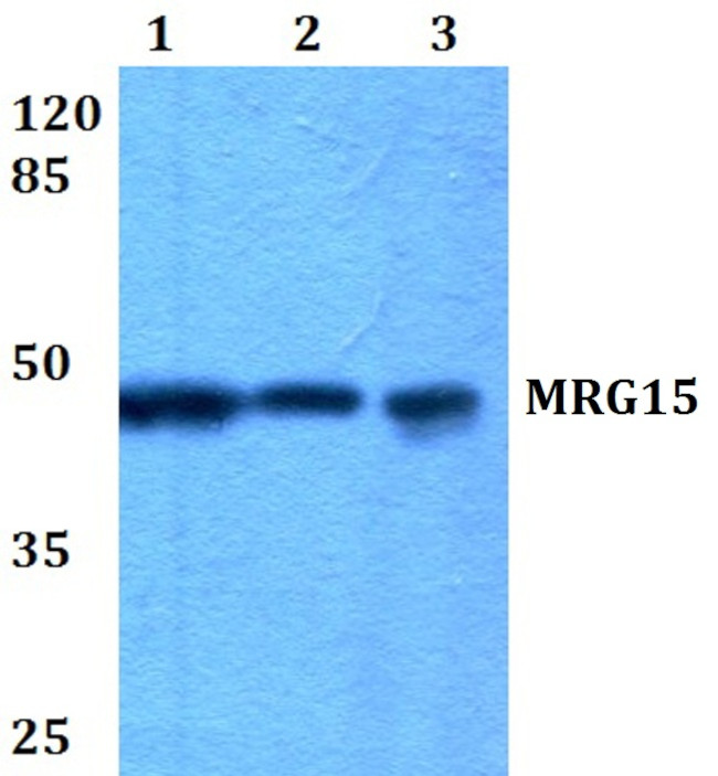 MRG15 Antibody in Western Blot (WB)