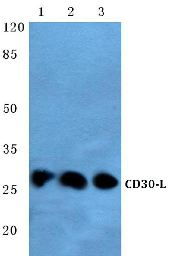 CD153 Antibody in Western Blot (WB)