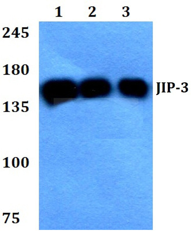 JIP3 Antibody in Western Blot (WB)