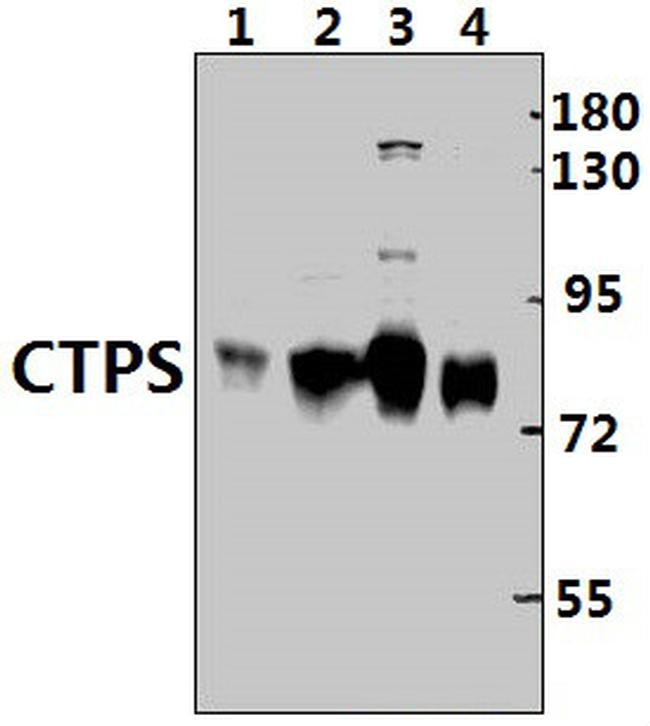 CTPS Antibody in Western Blot (WB)