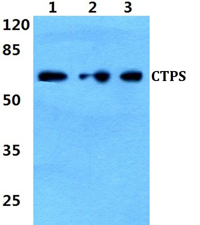 CTPS Antibody in Western Blot (WB)