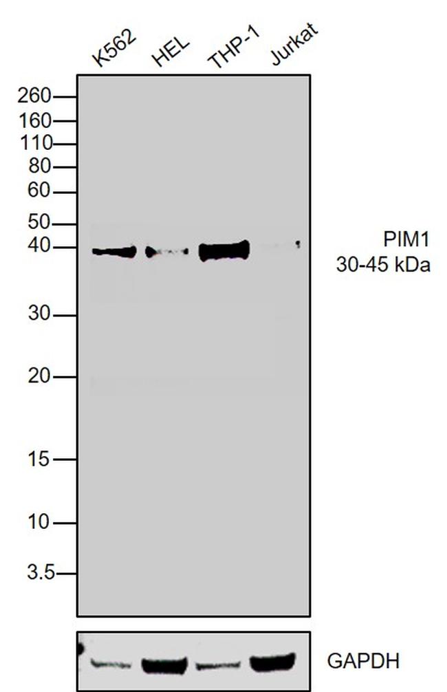 PIM1 Antibody in Western Blot (WB)