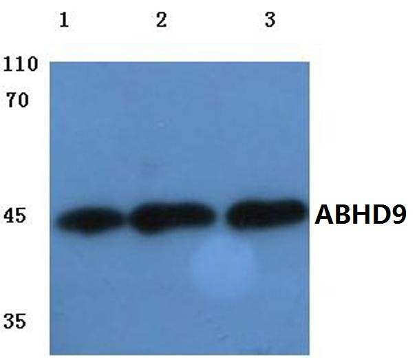 ABHD9 Antibody in Western Blot (WB)