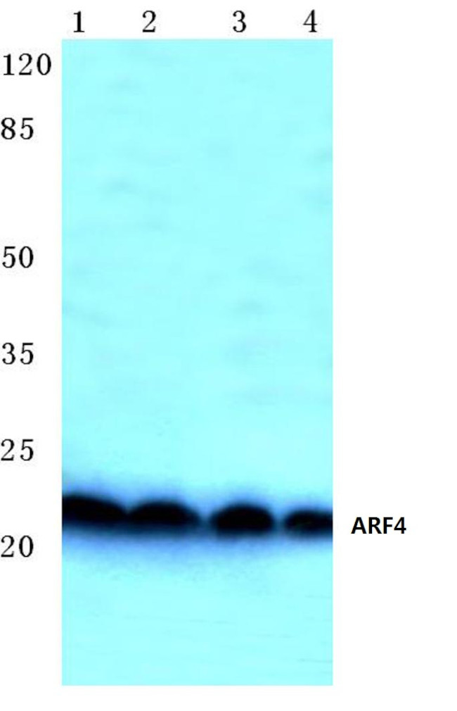 ARF4 Antibody in Western Blot (WB)