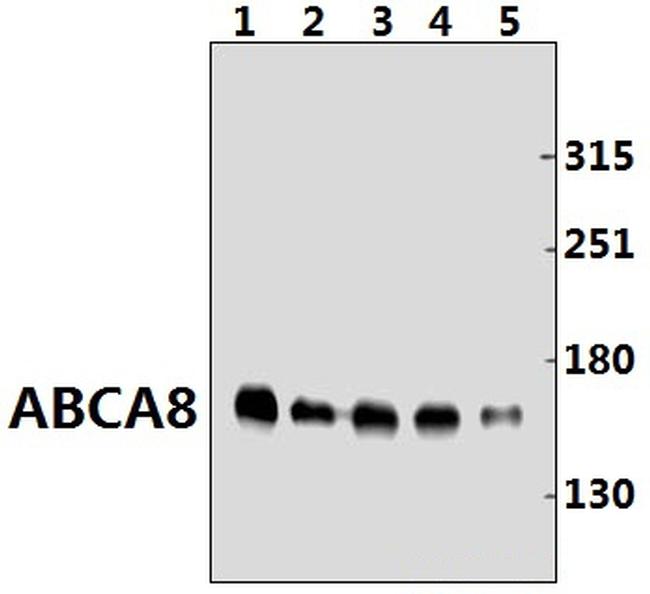 ABCA8 Antibody in Western Blot (WB)