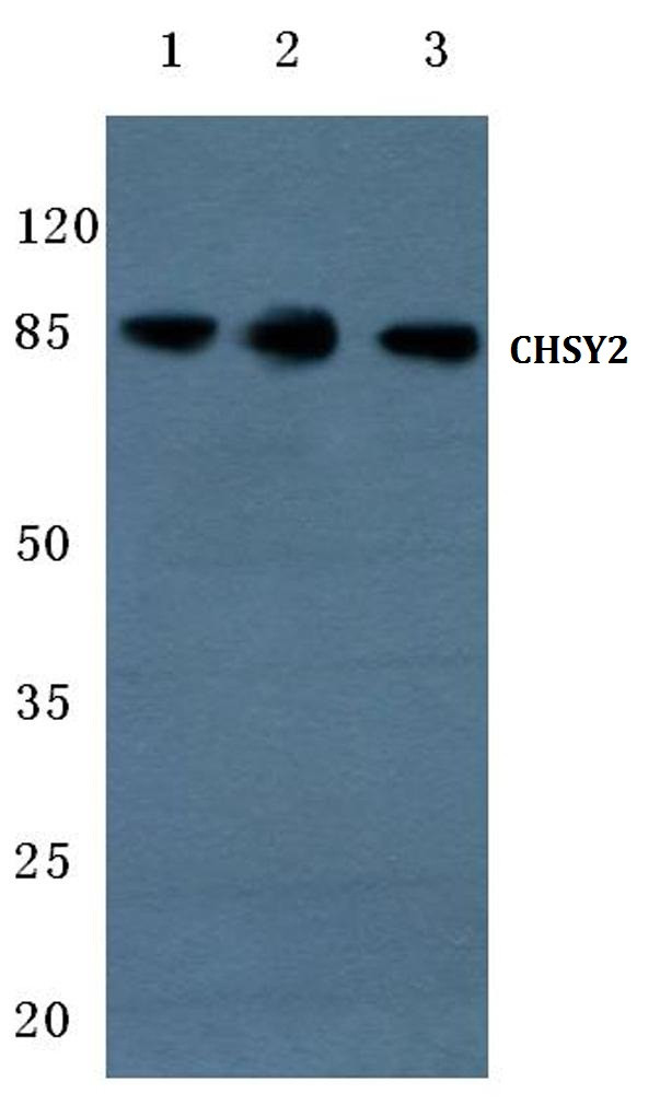 CHPF Antibody in Western Blot (WB)