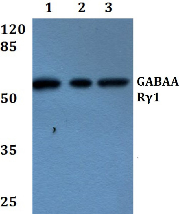 GABRG1 Antibody in Western Blot (WB)