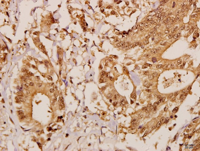 GCP5 Antibody in Immunohistochemistry (Paraffin) (IHC (P))