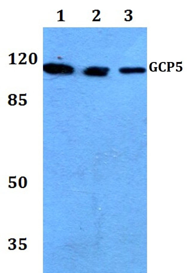 GCP5 Antibody in Western Blot (WB)