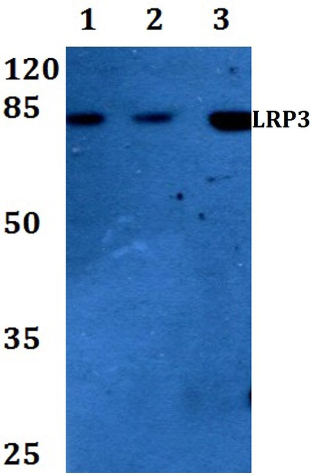 LRP3 Antibody in Western Blot (WB)