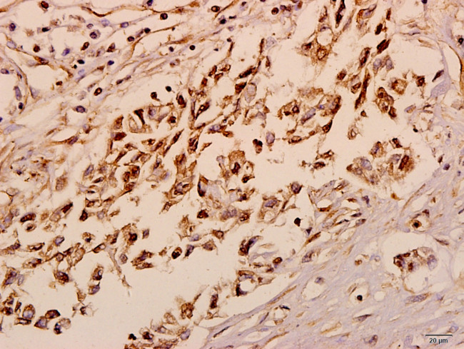 NXPH4 Antibody in Immunohistochemistry (Paraffin) (IHC (P))