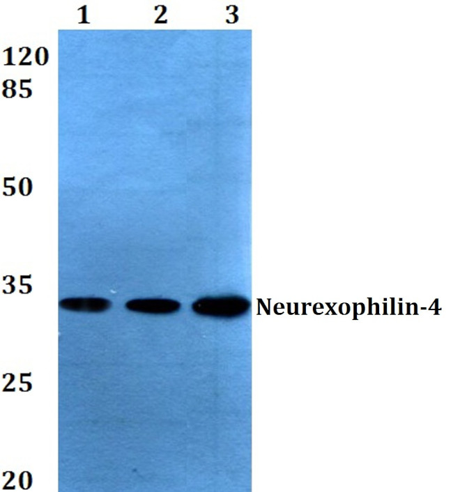 NXPH4 Antibody in Western Blot (WB)