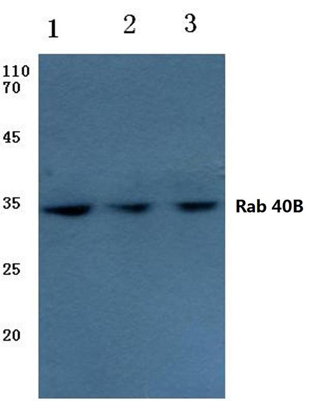 RAB40B Antibody in Western Blot (WB)