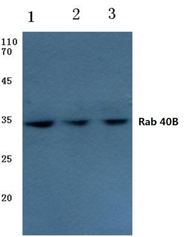 RAB40B Antibody in Western Blot (WB)